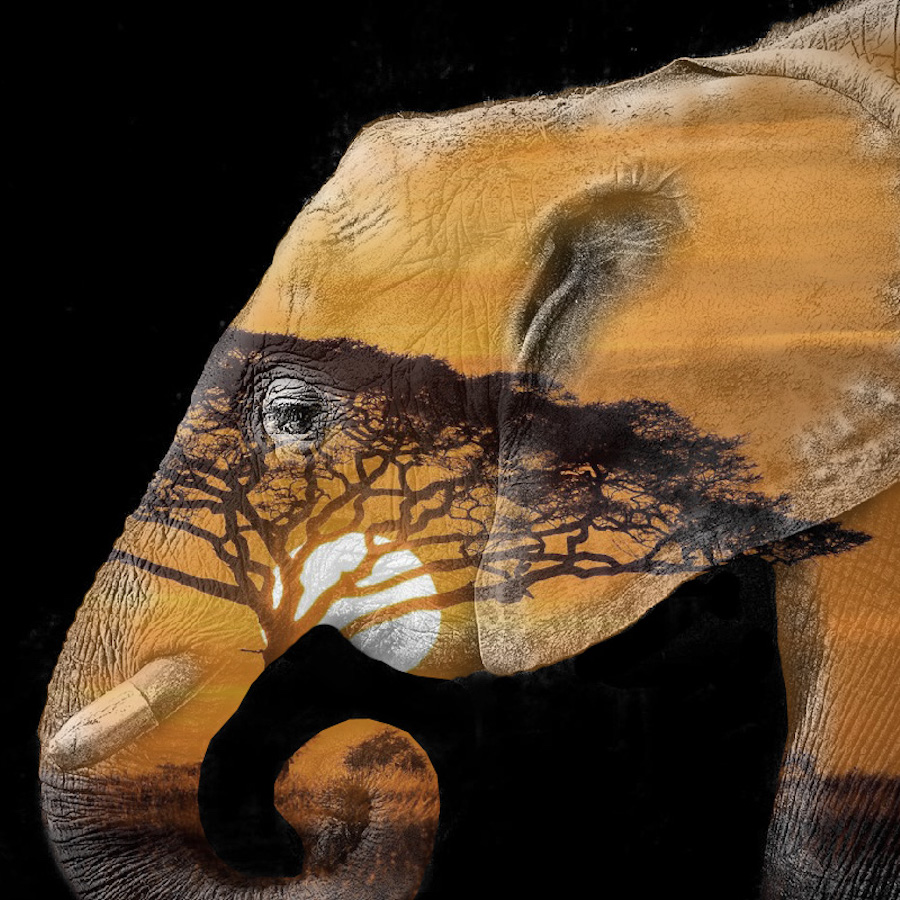 elephant dans la savane - double expo